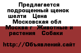 Предлагается подрощенный щенок  шелти › Цена ­ 12 000 - Московская обл., Москва г. Животные и растения » Собаки   